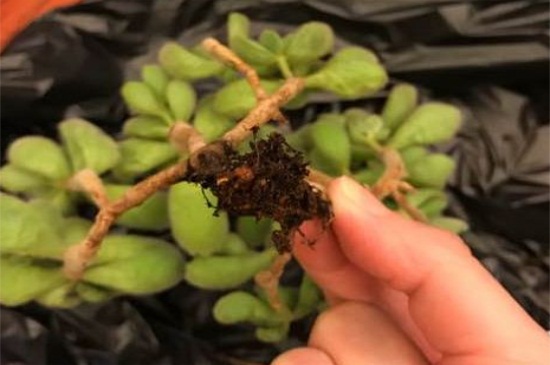 花月锦烂根如何办，脱盆挖根并修剪消毒