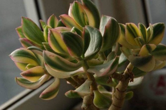 花月锦烂根如何办，脱盆挖根并修剪消毒