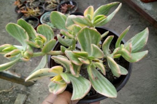 花月锦烂根如何办，脱盆挖根并修剪消毒