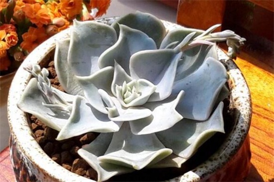 丽娜莲什么时候开花，花期大约在春季时