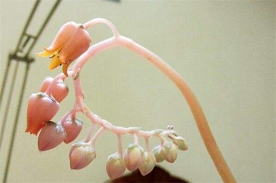 丽娜莲什么时候开花，花期大约在春季时