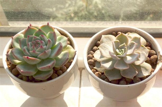 丽娜莲什么时候开花，花期大约在春季时