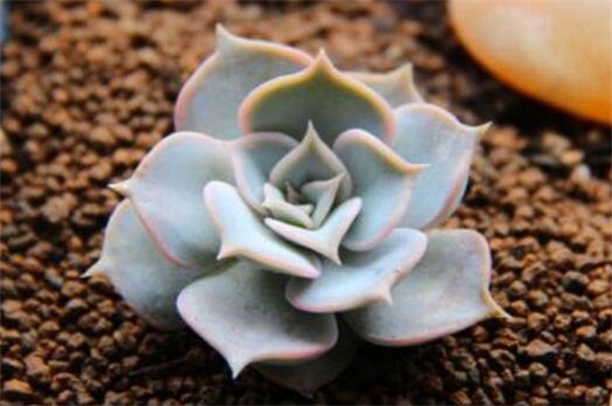 丽娜莲什么时候开花，花期大约在春季时