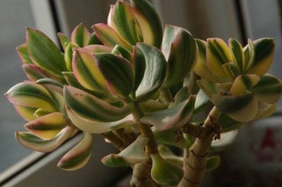 花月锦都有哪些斑锦变异种类,详解花月锦4种变异种类