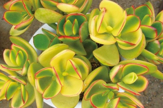 花月锦都有哪些斑锦变异种类,详解花月锦4种变异种类