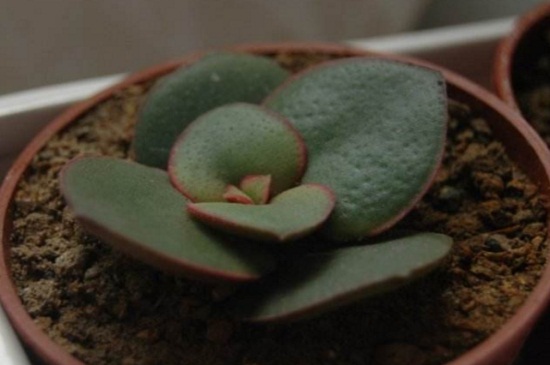 花月锦都有哪些斑锦变异种类,详解花月锦4种变异种类