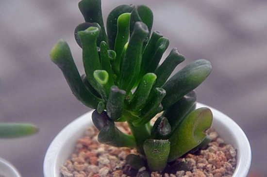 花月锦都有哪些斑锦变异种类,详解花月锦4种变异种类