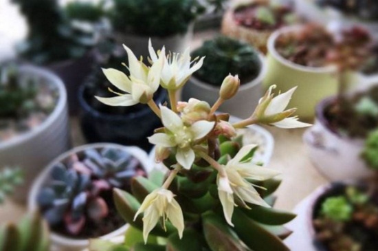 黄丽什么时候开花,养殖得当四季均可开花