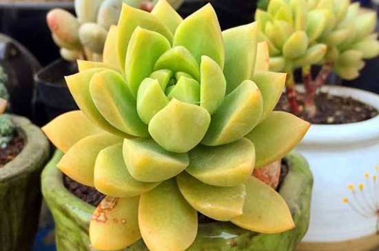 黄丽什么时候开花,养殖得当四季均可开花