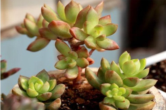 黄丽什么时候开花,养殖得当四季均可开花