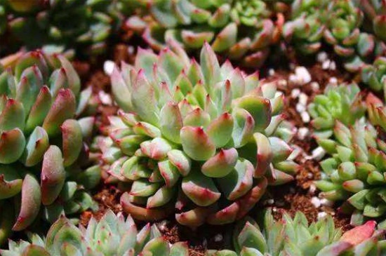 黄丽什么时候开花,养殖得当四季均可开花