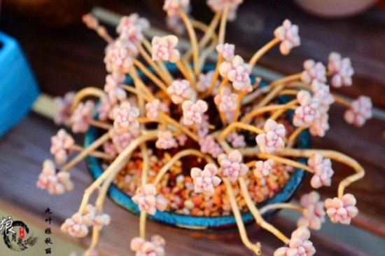 丸叶姬秋丽如何换盆，详解丸叶姬秋丽换盆步骤