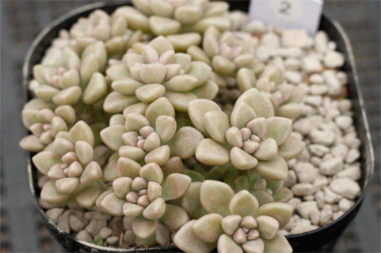 丸叶姬秋丽如何换盆，详解丸叶姬秋丽换盆步骤