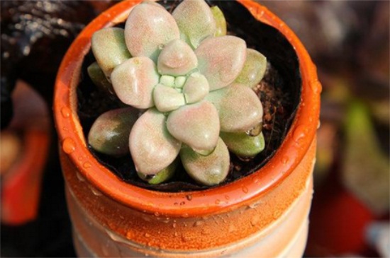 丸叶姬秋丽如何换盆，详解丸叶姬秋丽换盆步骤