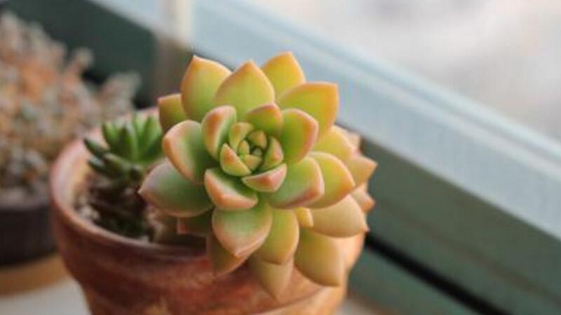 如何区别黄丽和铭月