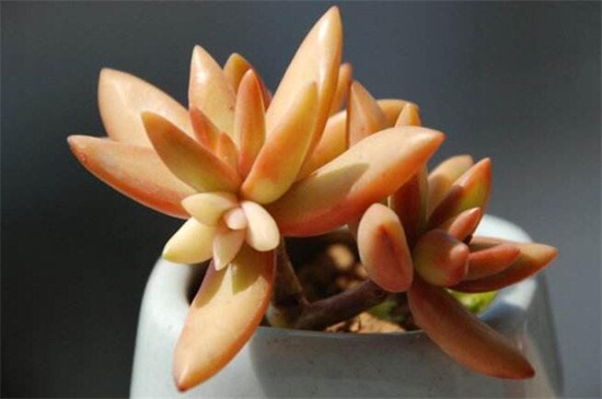 如何区别黄丽和铭月