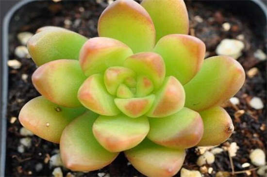 如何区别黄丽和铭月