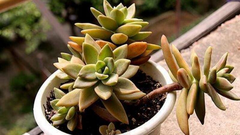 铭月徒长了如何办