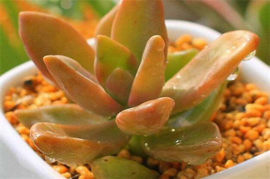 铭月徒长了如何办