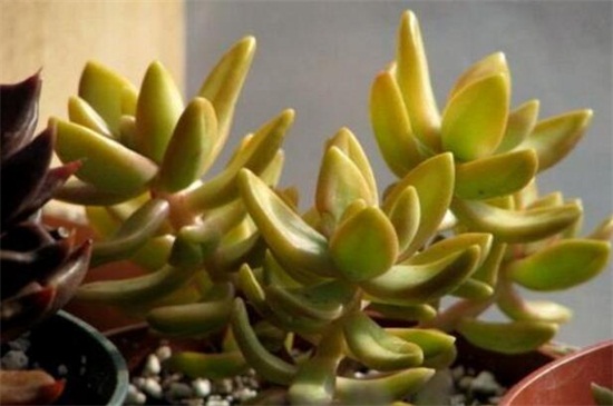 铭月徒长了如何办