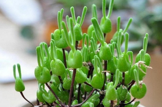 碧光环如何养，合理浇水并控温养护