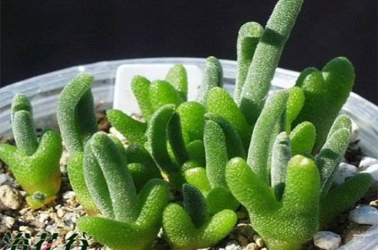 碧光环如何养，合理浇水并控温养护