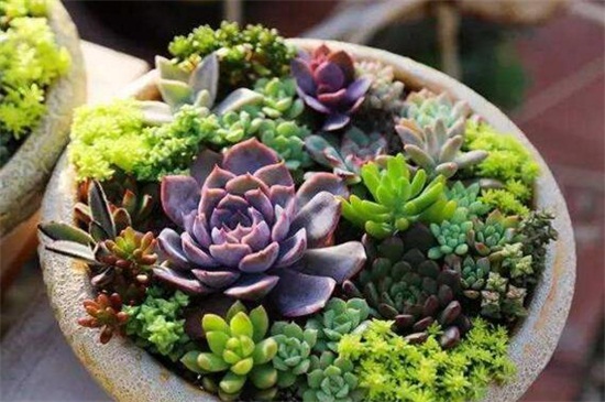 黄金万年草组盆办法，选取配土上盆管理