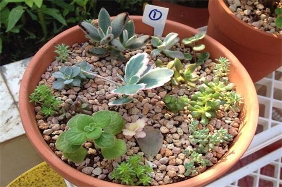 黄金万年草组盆办法，选取配土上盆管理