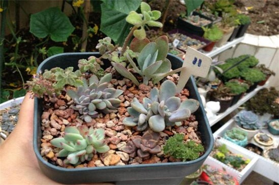 黄金万年草组盆办法，选取配土上盆管理