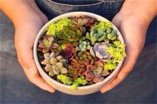 黄金万年草组盆办法，选取配土上盆管理