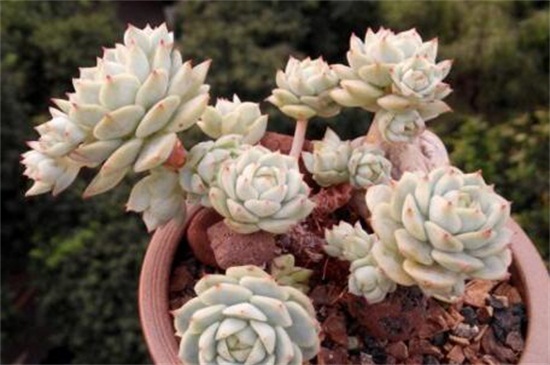 静夜黑腐病的处理办法,砍头洒药消毒控温养护