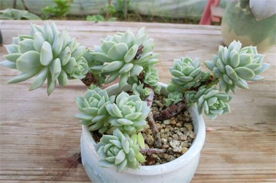 静夜黑腐病的处理办法,砍头洒药消毒控温养护