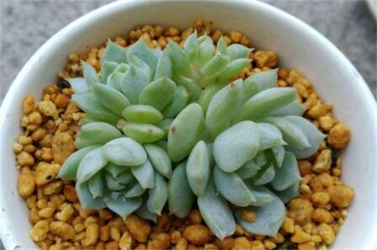 静夜黑腐病的处理办法,砍头洒药消毒控温养护