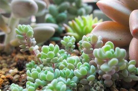 姬星美人徒长如何办，轻微修剪增强光照