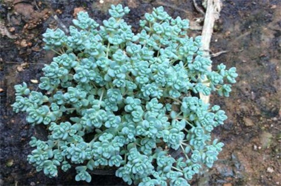 姬星美人徒长如何办，轻微修剪增强光照