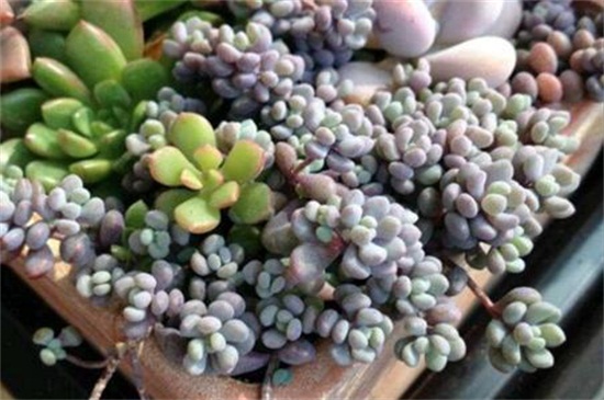 姬星美人徒长如何办，轻微修剪增强光照