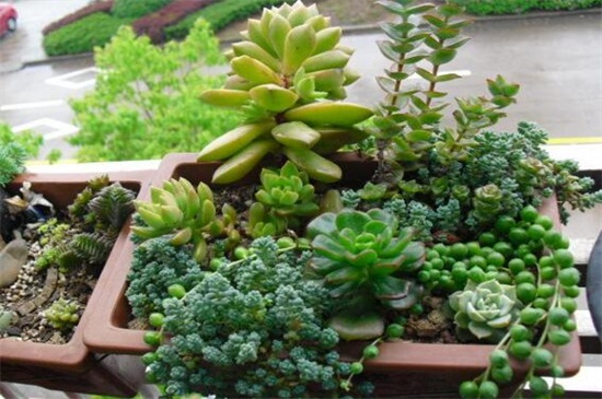 姬星美人徒长如何办，轻微修剪增强光照