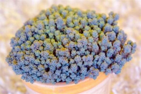 姬星美人病虫害及预防和治疗办法，腐根病剪根换土灌药