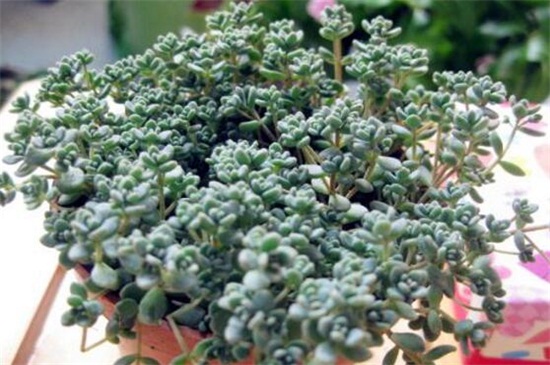 姬星美人病虫害及预防和治疗办法，腐根病剪根换土灌药