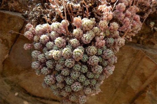 姬星美人病虫害及预防和治疗办法，腐根病剪根换土灌药