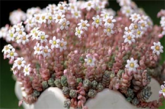 姬星美人开花吗,开粉白颜色小花