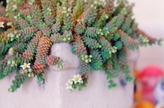 姬星美人开花吗,开粉白颜色小花