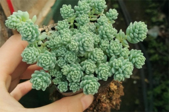 姬星美人开花吗,开粉白颜色小花