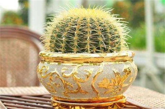 金琥球徒长了要如何办，砍头增强光照养护