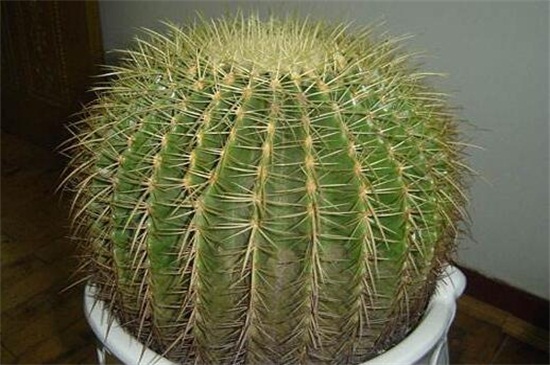 金琥球徒长了要如何办，砍头增强光照养护