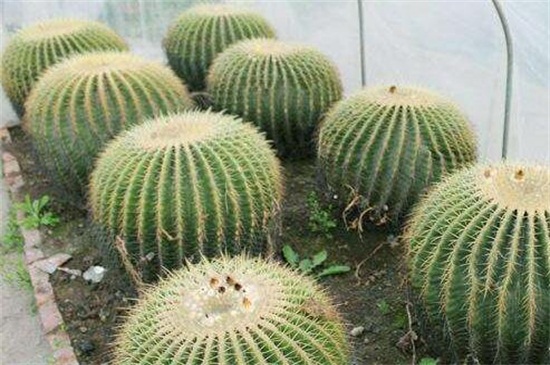 金琥球徒长了要如何办，砍头增强光照养护