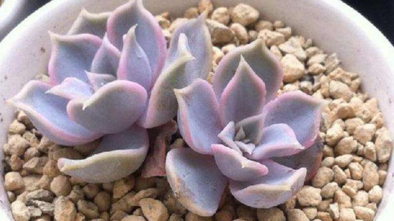 丽娜莲的养殖办法和留意事项