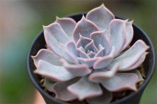 丽娜莲的养殖办法和留意事项