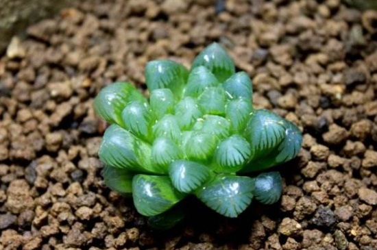 冰灯玉露烂根如何挽救，4个步骤挽救冰灯玉露烂根