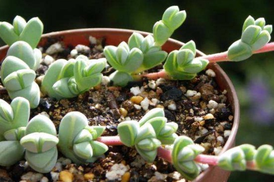 碧玉莲如何服盆，4个步骤使碧玉莲快速服盆